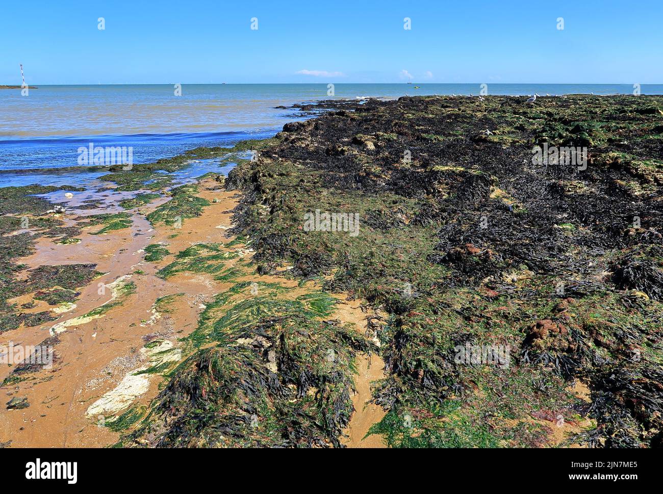 Plage de sable et rochers couverts d'algues à Broadlairs Banque D'Images