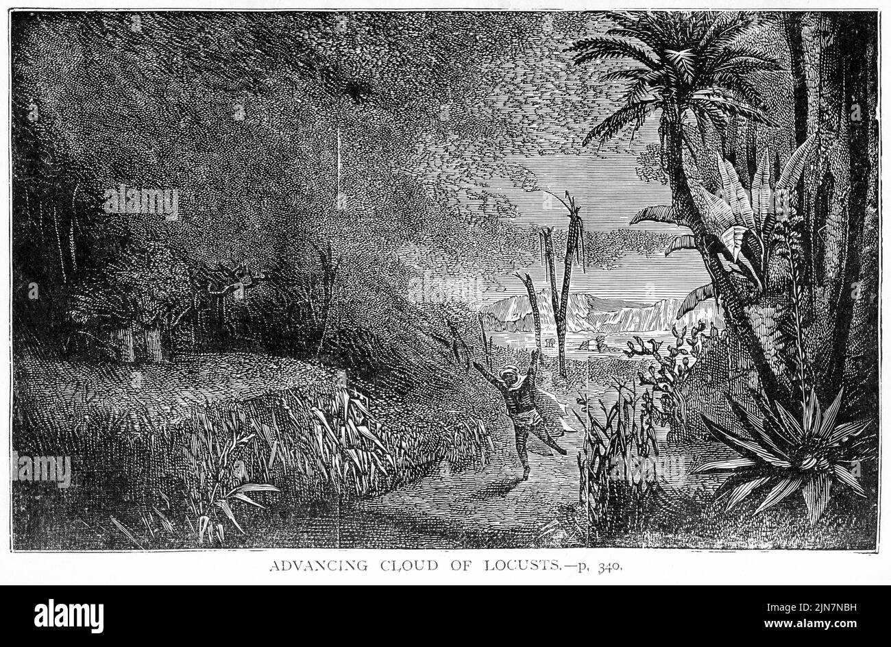 Gravure d'un fléau de criquets Banque D'Images