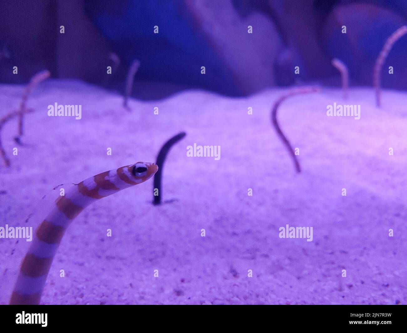 Un gros plan de serpents de mer sur le sable sous l'eau Banque D'Images