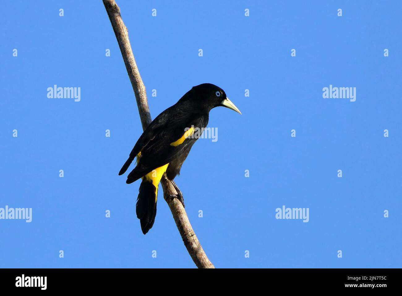 Cacique à rumpe jaune (Cacicus cela), perchée sur une feuille de cocotier, isolée, sur un ciel bleu Banque D'Images