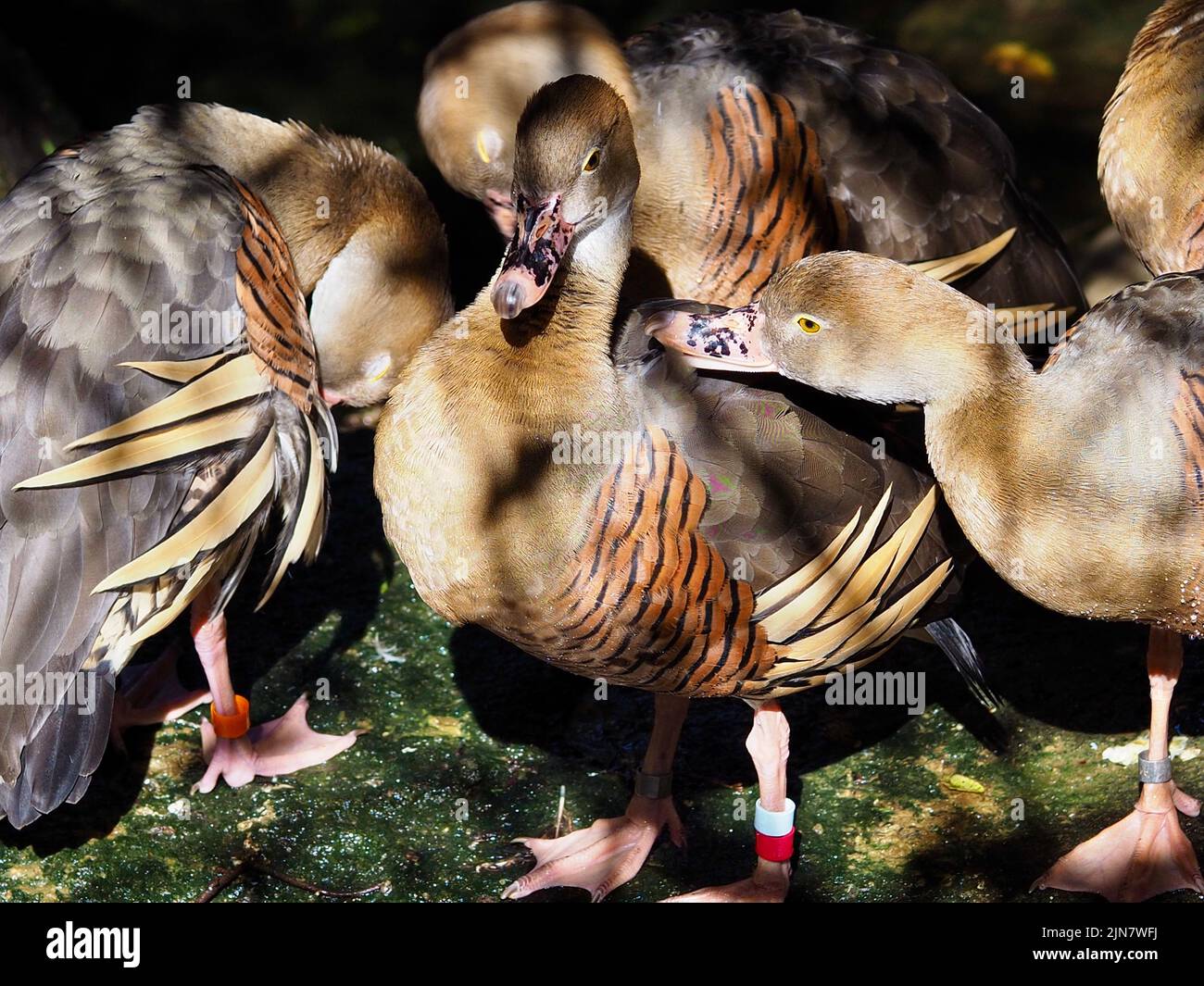 Un magnifique gaggle de Canards sifflants en chute libre dans une beauté exceptionnelle. Banque D'Images