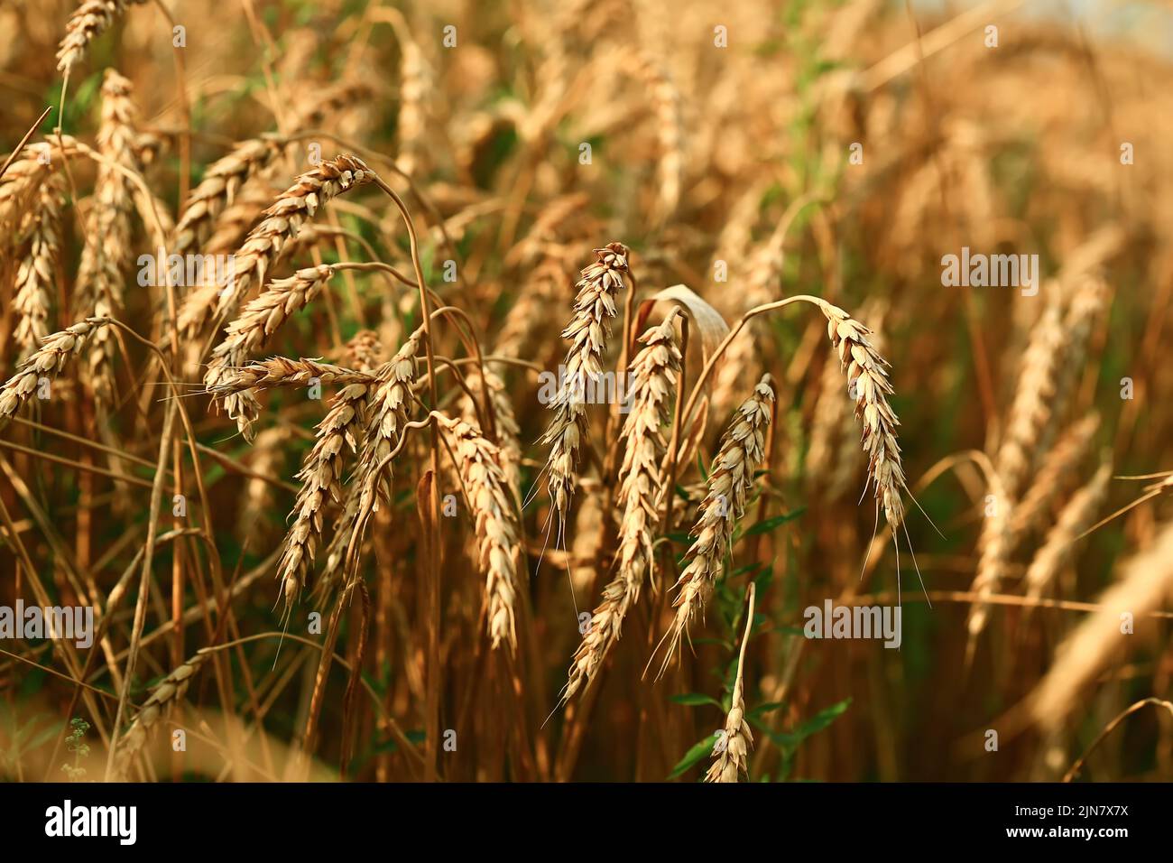 Champ de blé. Le concept de la crise alimentaire mondiale Banque D'Images