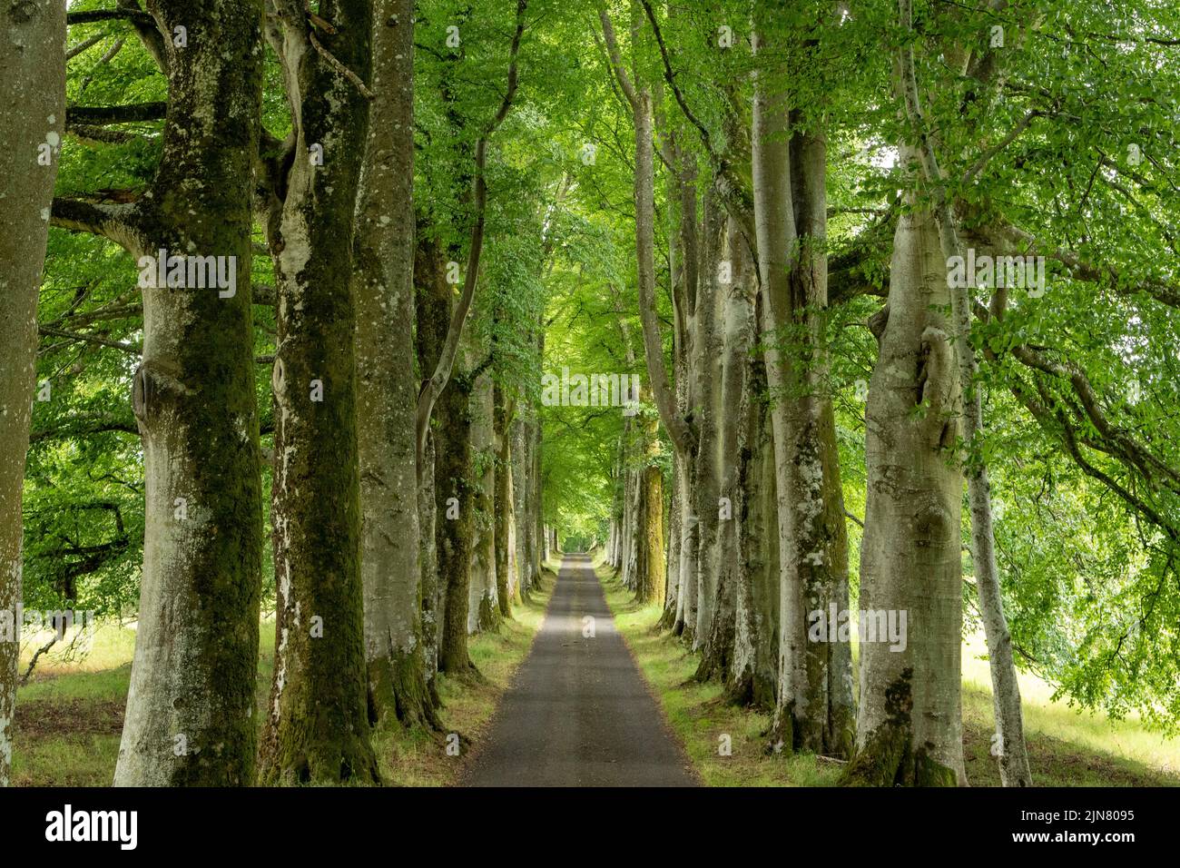 Avenue entrée aux jardins du château de Drummond, Crieff, Perthshire, Écosse Banque D'Images