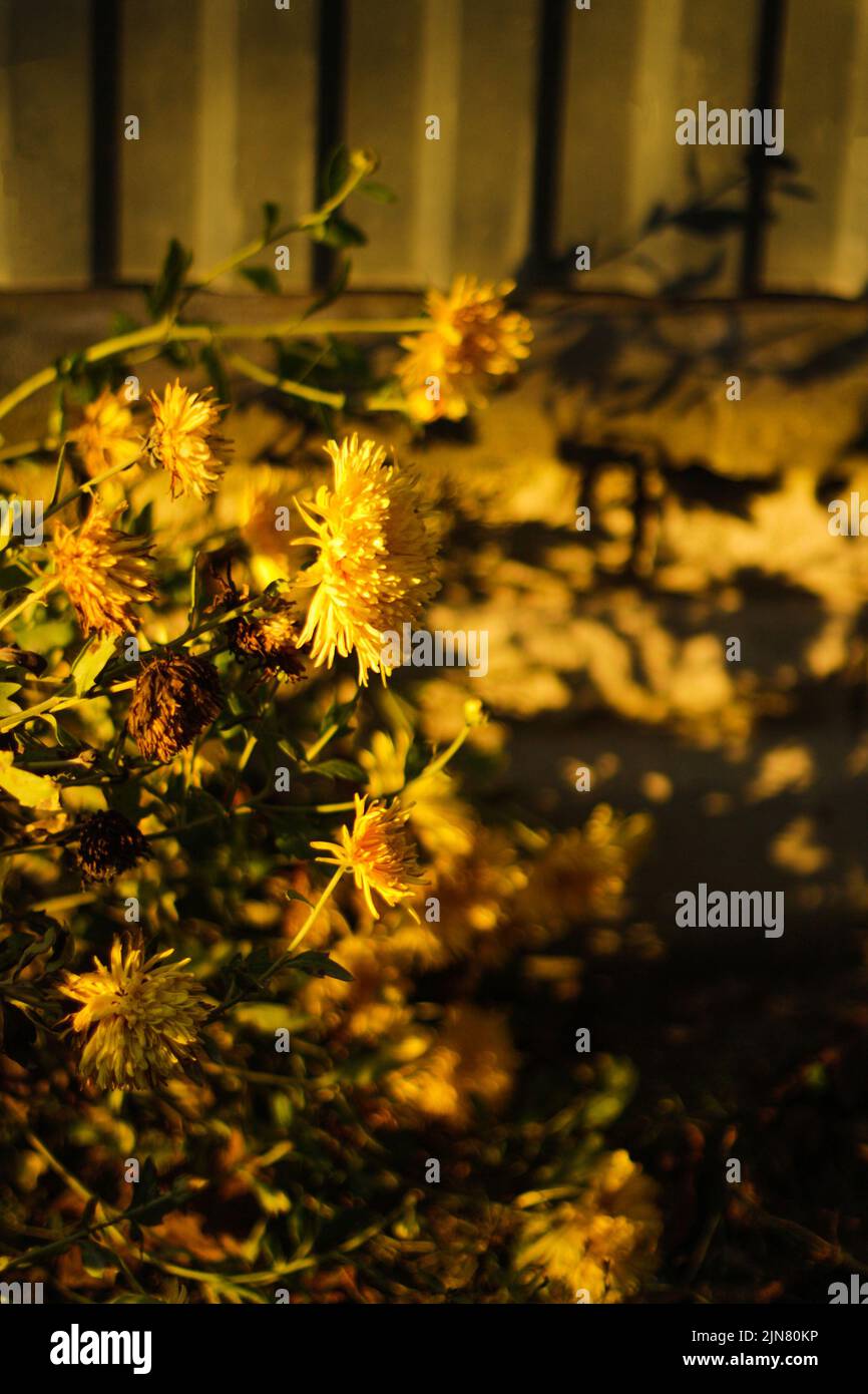Effet de flou artistique sur la fleur jaune. Chrysanthèmes jaunes pâquerette motif fleur de fond. Arrière-plan des fleurs de chrysanthème. Hors foyer. Banque D'Images