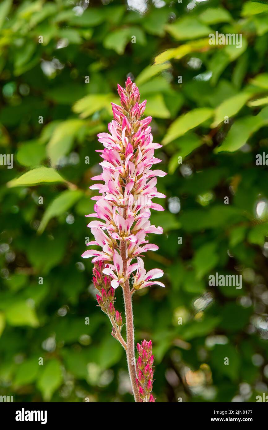 Francoa sonchifolia, fleur de mariage Banque D'Images