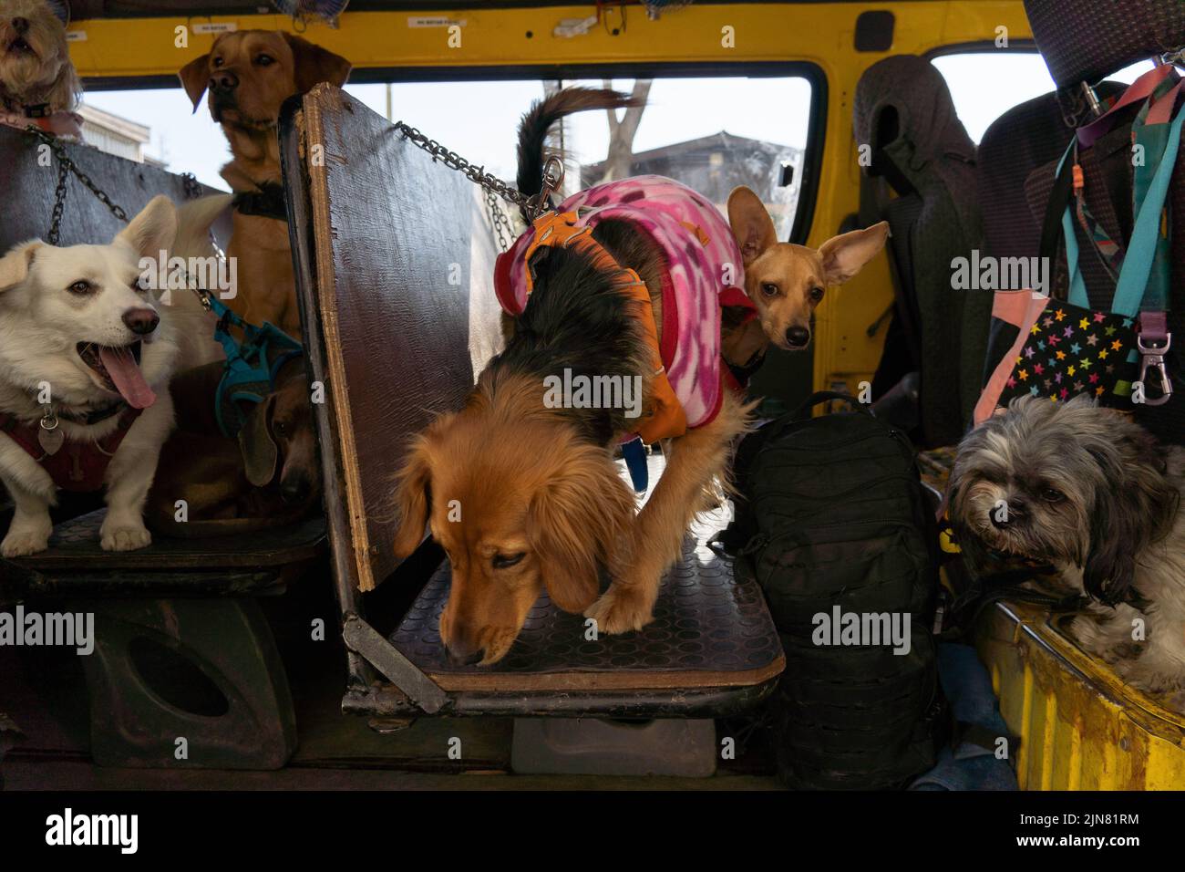 Santiago, Metropolitana, Chili. 8th août 2022. Une fourgonnette d'école reconvertie prend les chiens de leurs maisons pour les emmener à l'école de chien de Dog Mates à Santiago, au Chili. (Credit image: © Matias Basualdo/ZUMA Press Wire) Banque D'Images