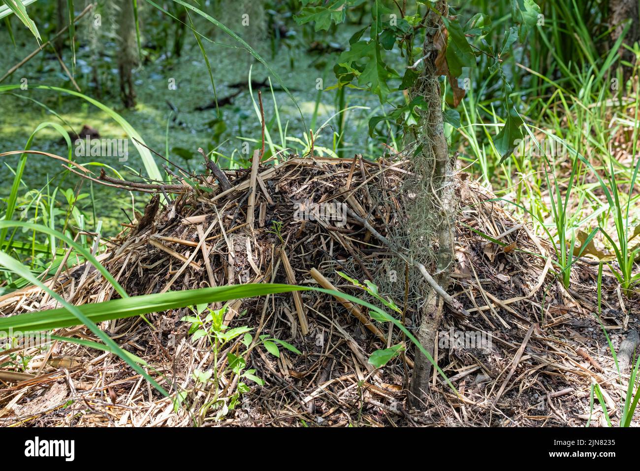 Gros plan du nid d'alligators le long de Bayou Coquille dans la réserve de Barataria, parc national Jean Lafitte, Louisiane, États-Unis Banque D'Images