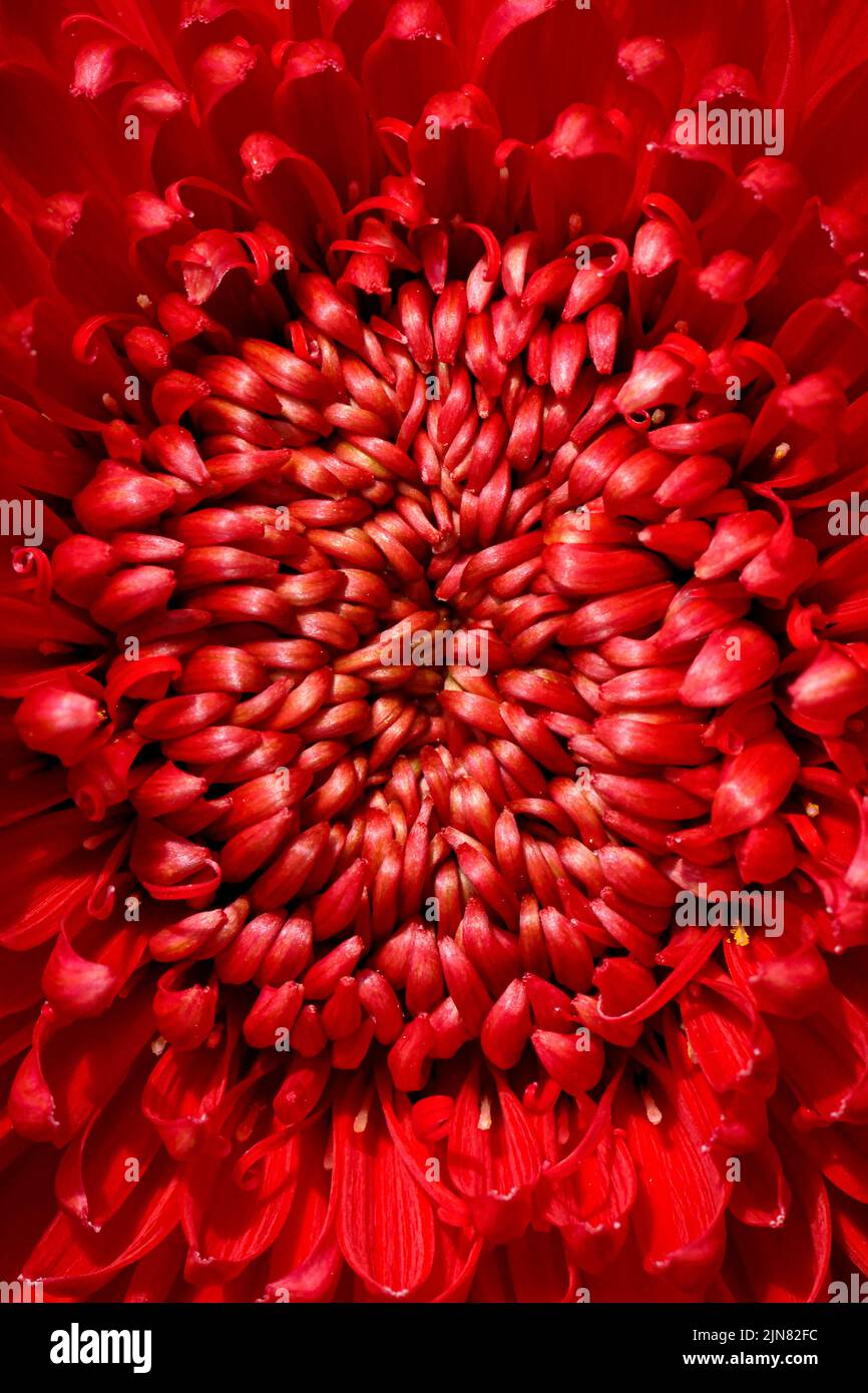 Gros plan sur la fleur de chrysanthème rouge vif pour les fonds et le papier peint. Arrière-plan de texture. Photographie macro. Banque D'Images