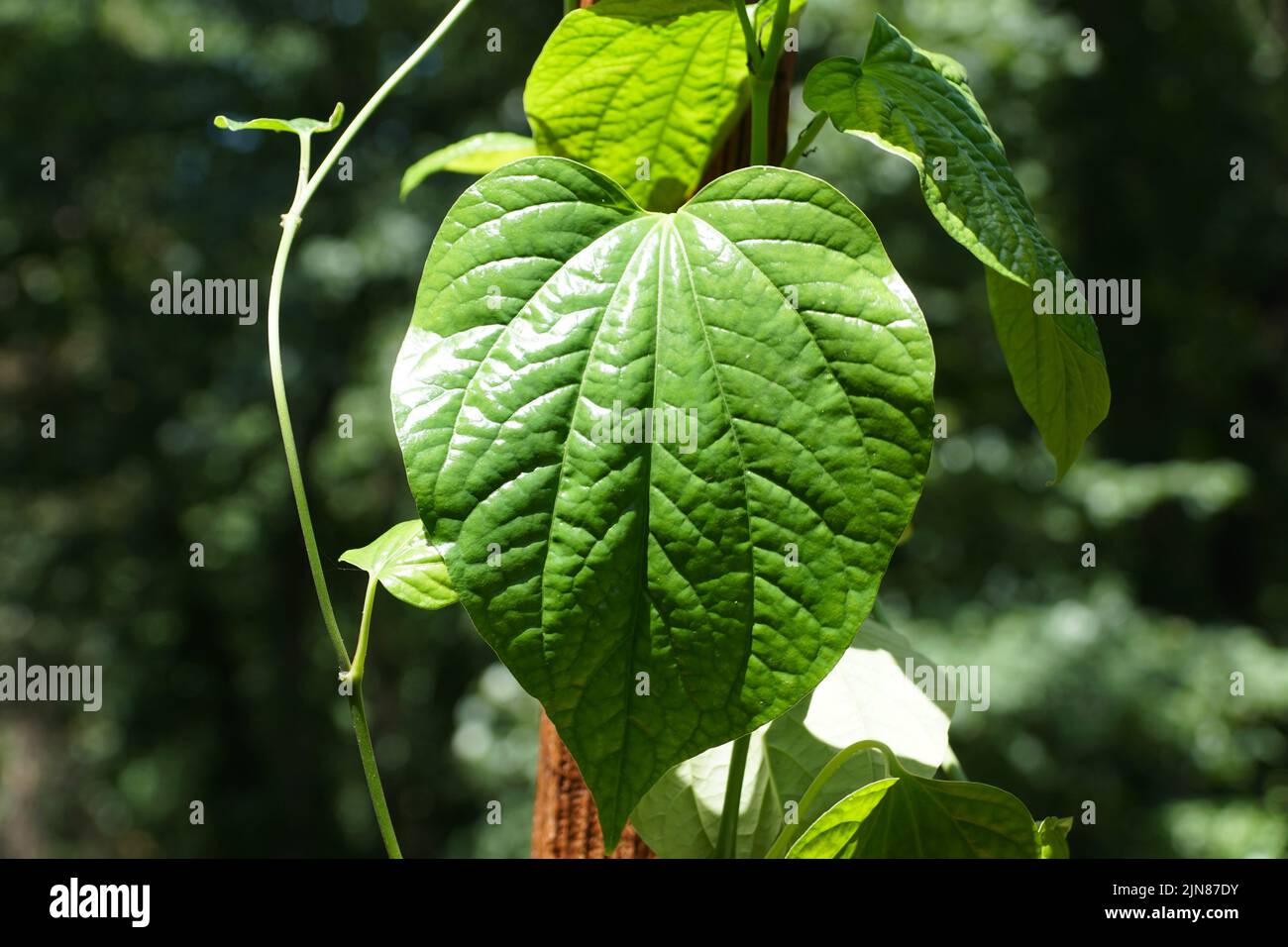 Feuille verte de Piper sarmentosum, également connue sous le nom de la Lot, une herbe populaire en Asie du Sud-est Banque D'Images