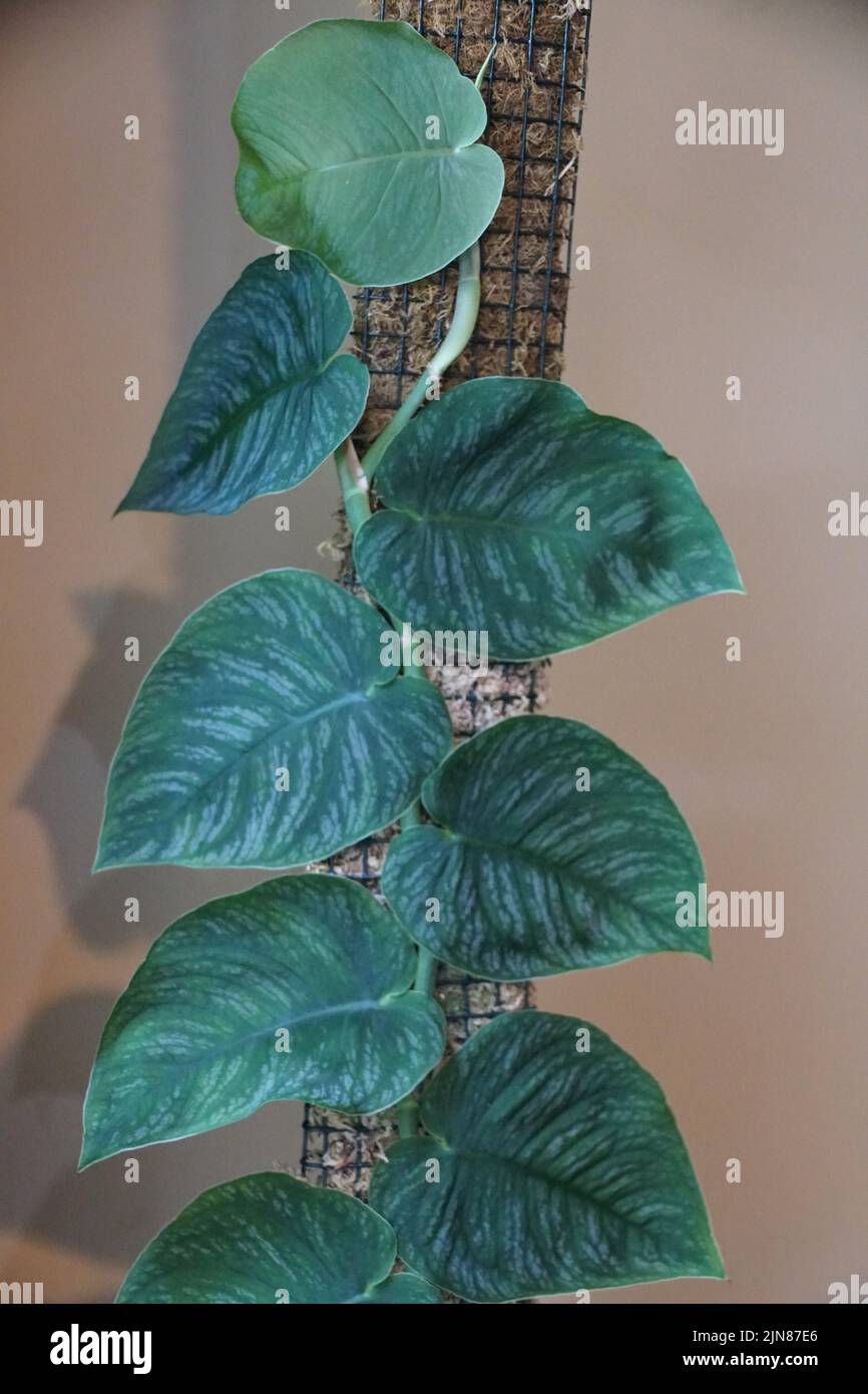 Feuilles variéguées de Monstera dubia, une plante rare et populaire de shingling Banque D'Images