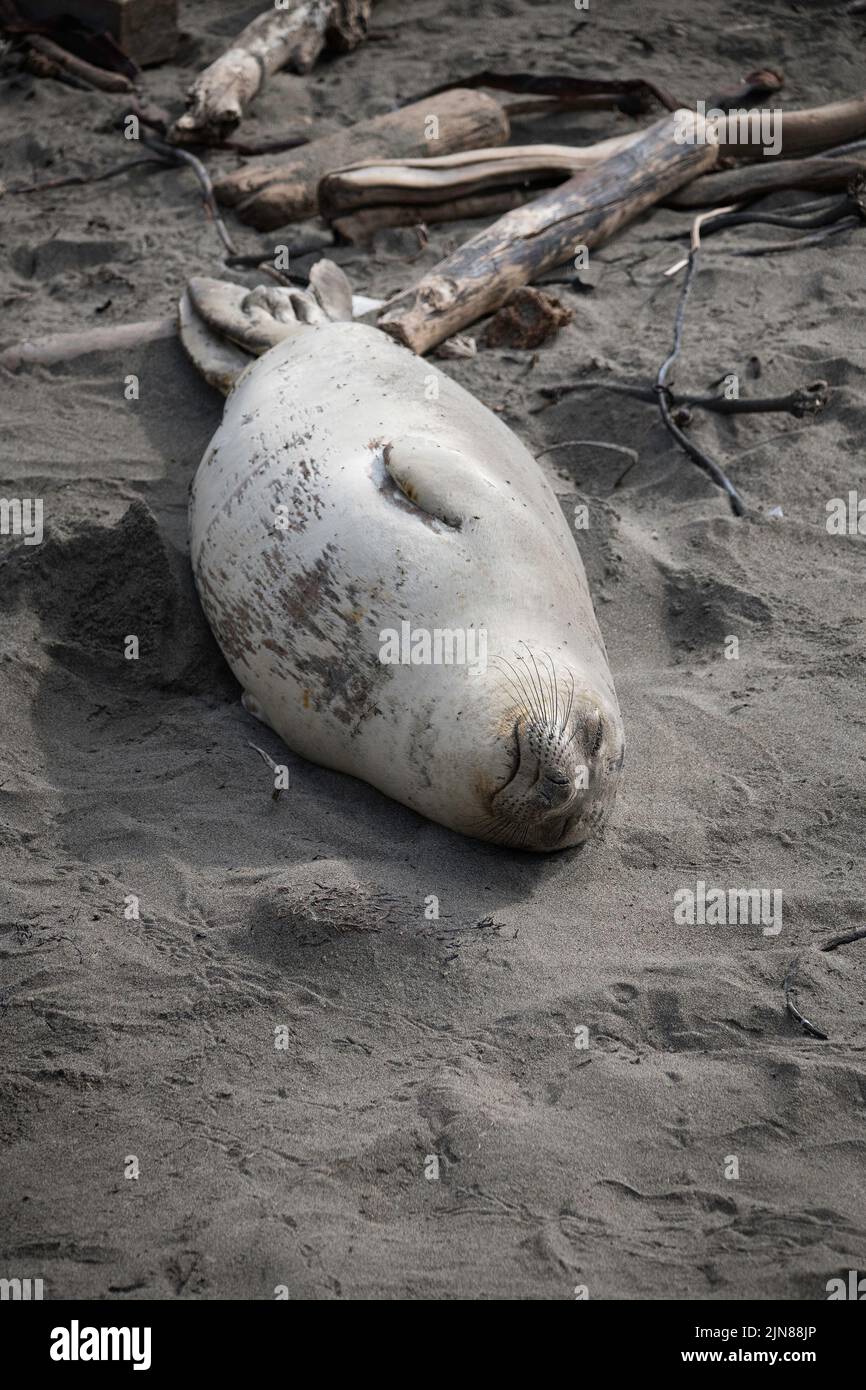 Une femelle du phoque de l'éléphant du Nord (Mirounga angustirostris) se couche au soleil au Rookery de Piedras Blancas à San Simeon, CA. Banque D'Images