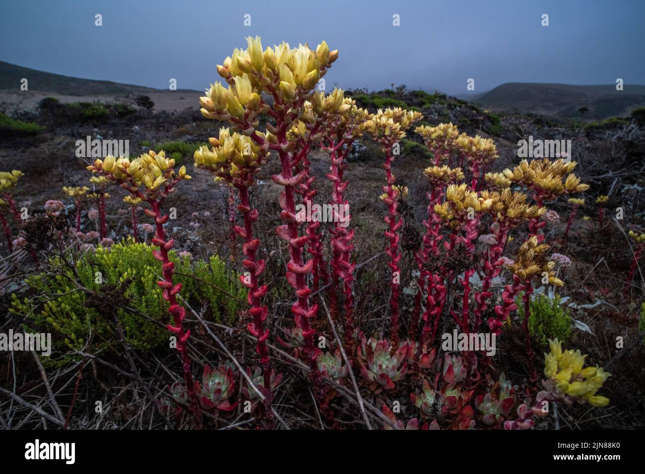 La dudleya côtière (Dudleya caespitosa) pousse et fleurit dans l'habitat des dunes en Californie lors d'une soirée brumeuse. Banque D'Images