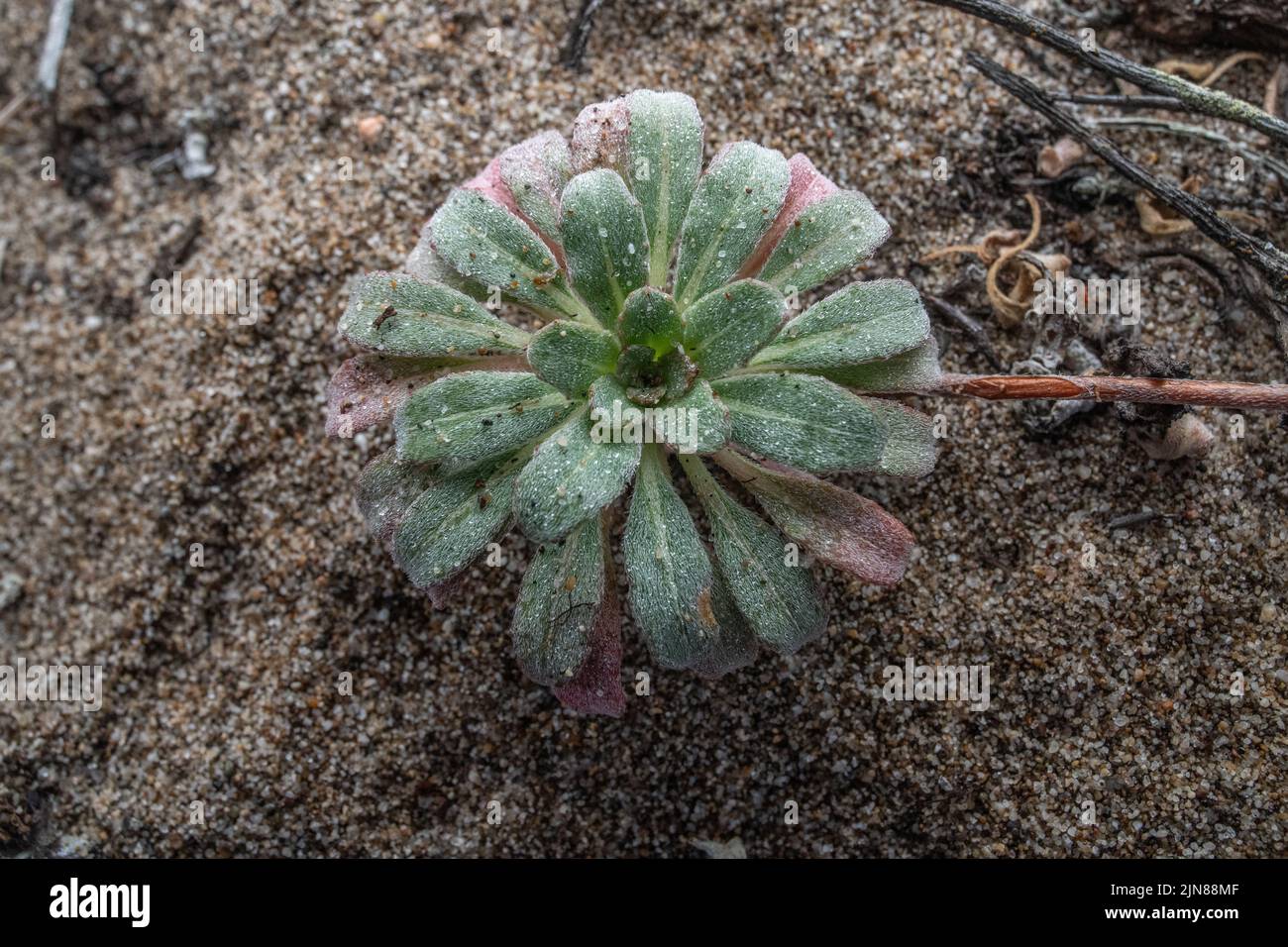 Une petite plante pousse sur les dunes côtières de sable en Californie, aux États-Unis. Banque D'Images