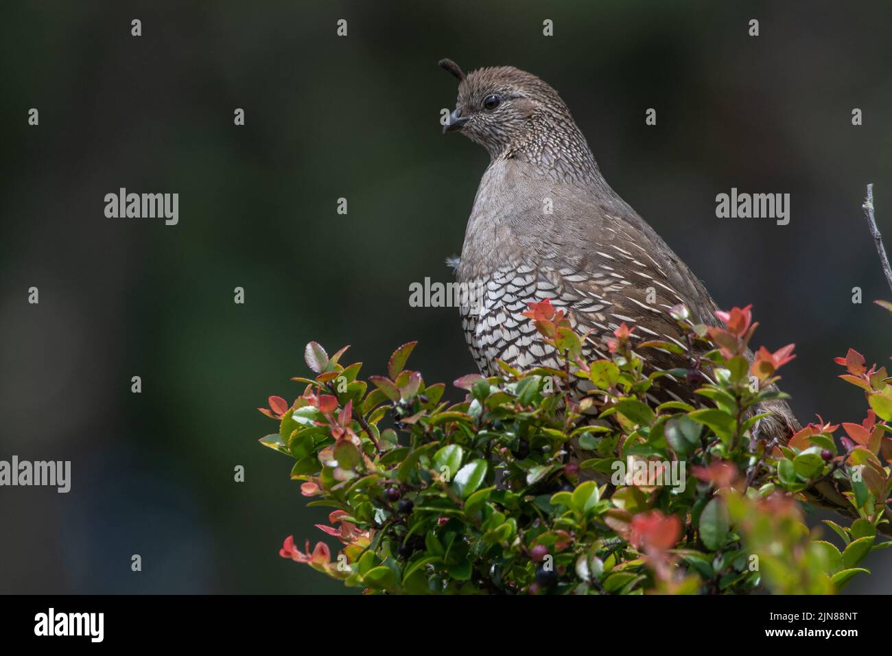 Caille de Californie femelle (Callipepla californica) perchée sur une brousse dans le littoral national de point Reyes, sur la côte ouest de l'Amérique du Nord, aux États-Unis. Banque D'Images