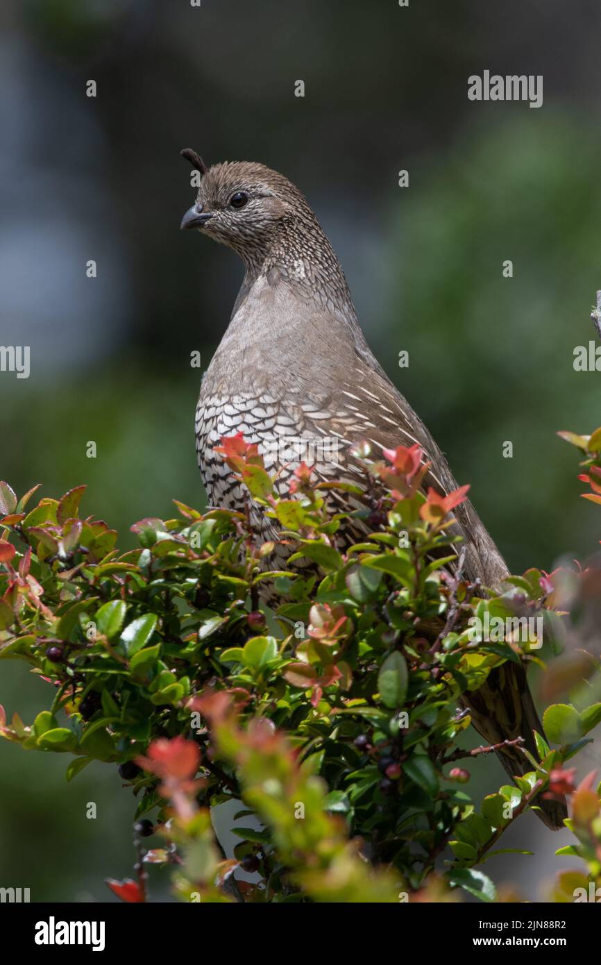 Caille de Californie femelle (Callipepla californica) perchée sur une brousse dans le littoral national de point Reyes, sur la côte ouest de l'Amérique du Nord, aux États-Unis. Banque D'Images