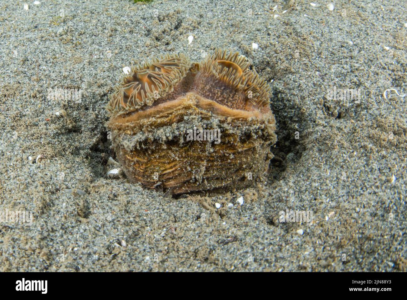 Le siphon jumelé d'un palourdes dépasse du fond sablonneux de l'océan pacifique au large de la côte de la Californie. Banque D'Images