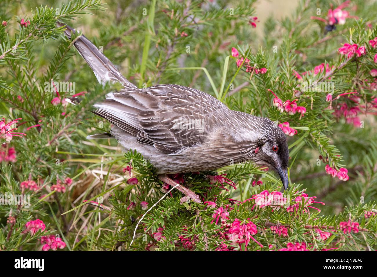 Brucelle rouge nourrissant des oiseaux sur le nectar de romarin Grevillea Banque D'Images Brucelle rouge nourrissant des oiseaux sur le nectar de romarin Grevillea Banque D'Images