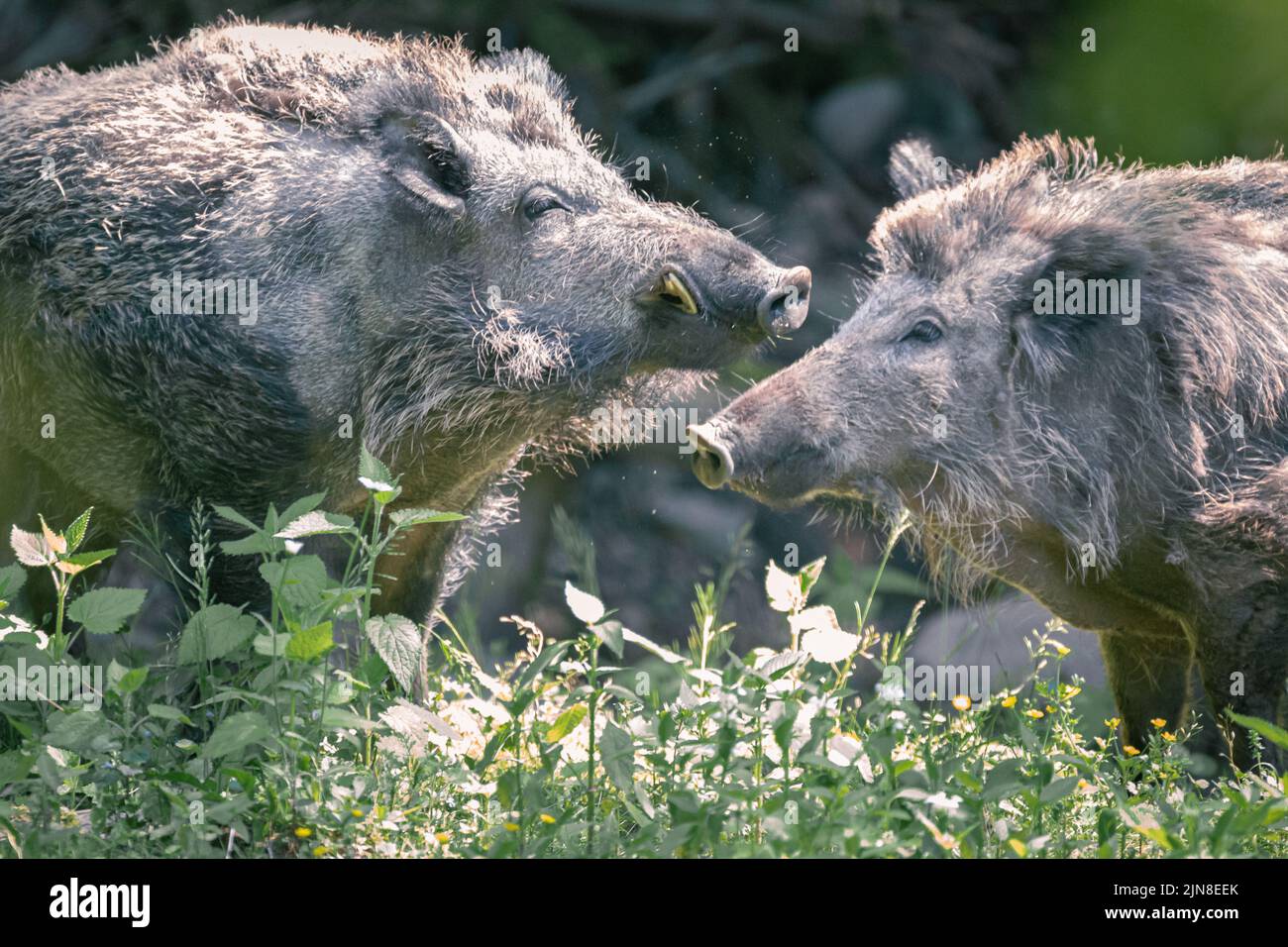 Deux porcs sauvages en herbe à la réserve de la biosphère de Gersfeld, réserve de faune de Rhon, en Allemagne Banque D'Images Deux porcs sauvages en herbe à la réserve de la biosphère de Gersfeld, réserve de faune de Rhon, en Allemagne Banque D'Images