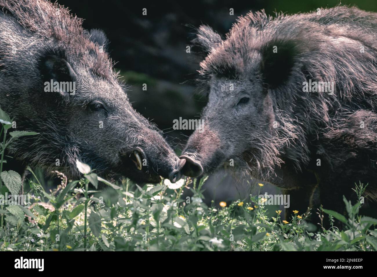 Deux porcs sauvages en herbe à la réserve de la biosphère de Gersfeld, réserve de faune de Rhon, en Allemagne Banque D'Images Deux porcs sauvages en herbe à la réserve de la biosphère de Gersfeld, réserve de faune de Rhon, en Allemagne Banque D'Images