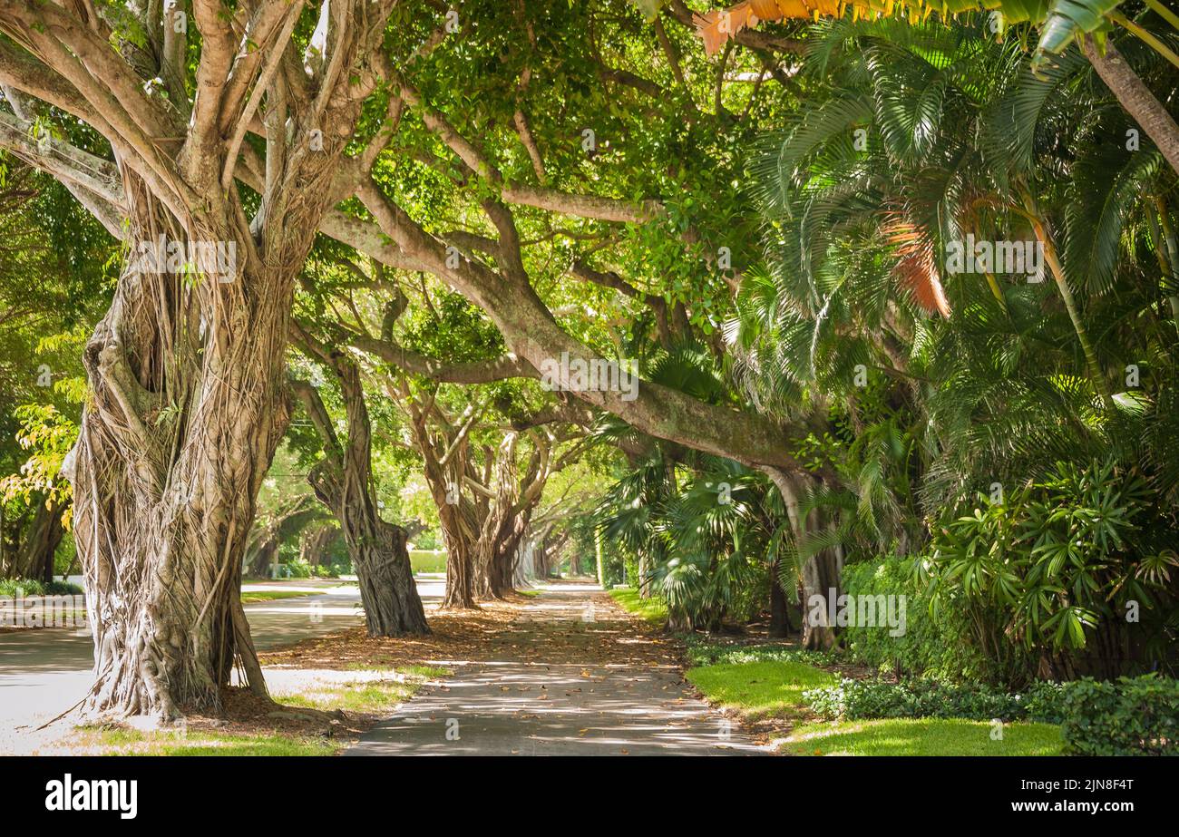 Vue panoramique banyan Tree Canopy sur North County Road à Palm Beach, Floride. (ÉTATS-UNIS) Banque D'Images