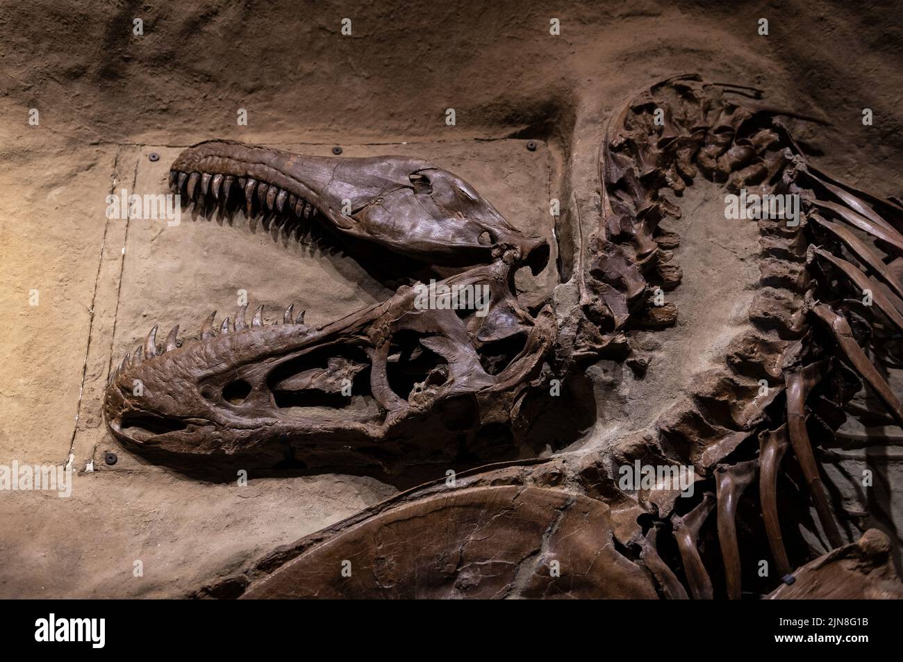 Dinosaure Skeleton, Royal Tyrrell Museum, Drumheller, Alberta, Canada. Banque D'Images