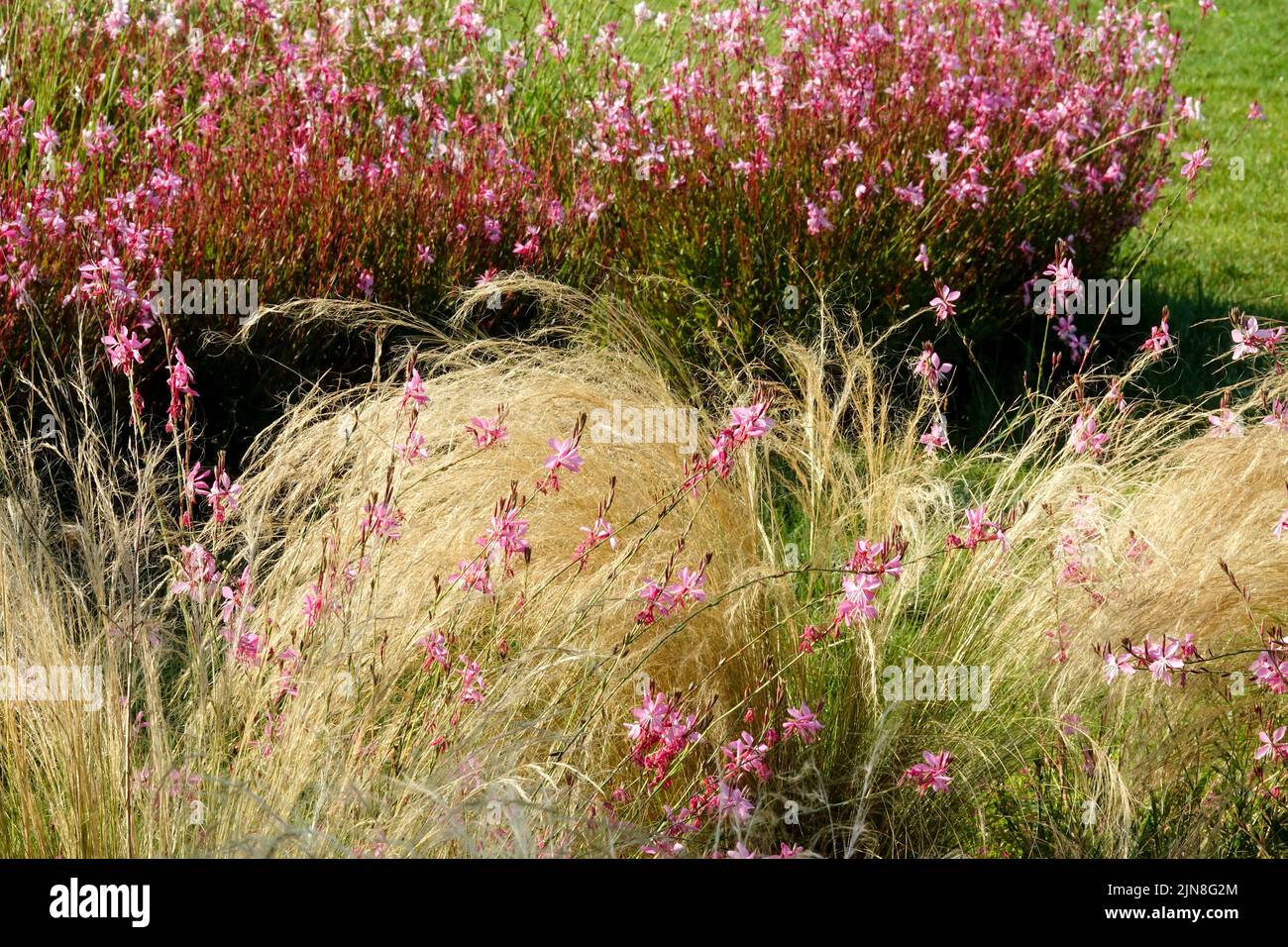 Applebloom Grass, Rose, Oenothera lindheimeri, bordure, lit de fleurs, Queue de cheval été, Edge, fleurs Banque D'Images