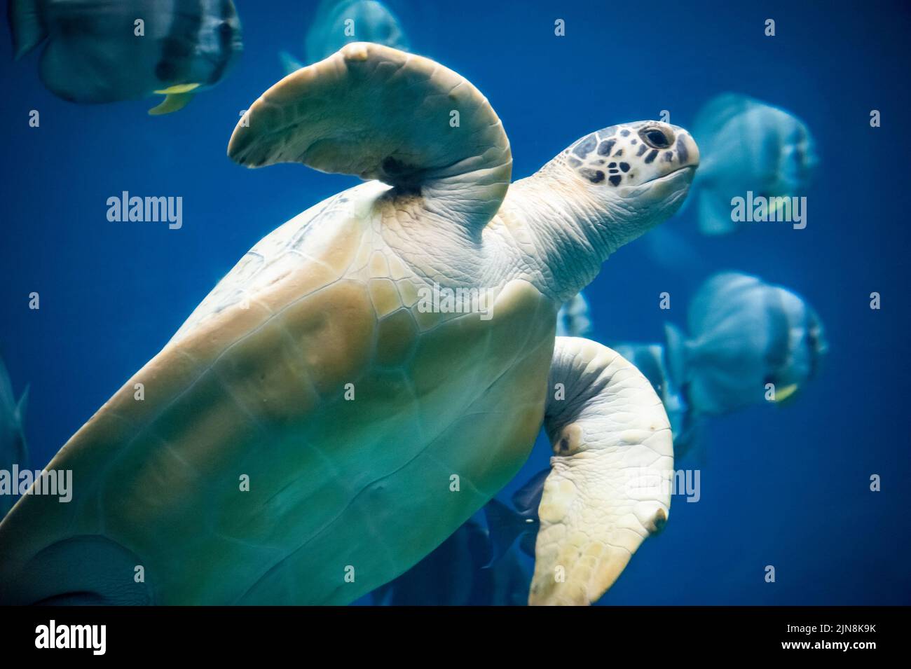 Tortue verte (Chelonia mydas) à l'Aquarium de Géorgie dans le centre-ville d'Atlanta, Géorgie. (USA) Banque D'Images