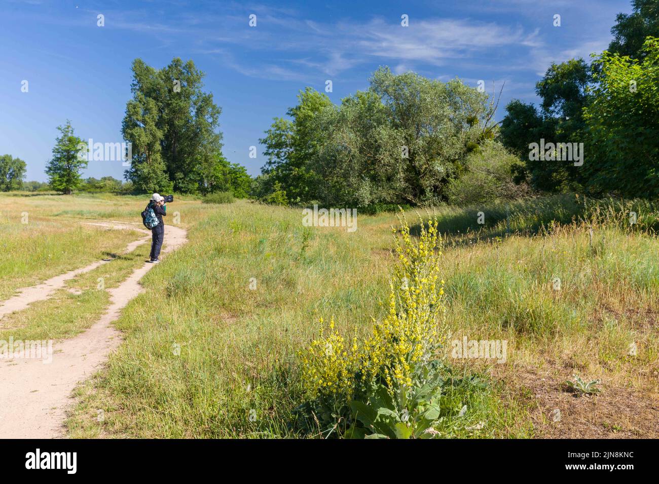 Une vue sur la zone naturelle sensible de ​​Bec d’Allier, Cuffy, France sur 9 août 2022. Avec une vague de chaleur précoce en juin et un mois exceptionnellement chaud et sec de mai, le lit de la Loire a atteint un niveau plus bas que d'habitude, à tel point que la rivière peut être traversée à pied dans certains endroits. Les deux tiers du pays sont en situation de crise en raison de la sécheresse. Quatre récentes vagues de chaleur ont déclenché des semaines de feux de forêt et ont réduit la puissante Loire à un ruisseau dans certains étirements. La semaine dernière, le gouvernement a déclaré que 100 endroits étaient dépourvus d'eau du robinet. Photo de Pascal Avenet/ABACAPRESS.COM Banque D'Images