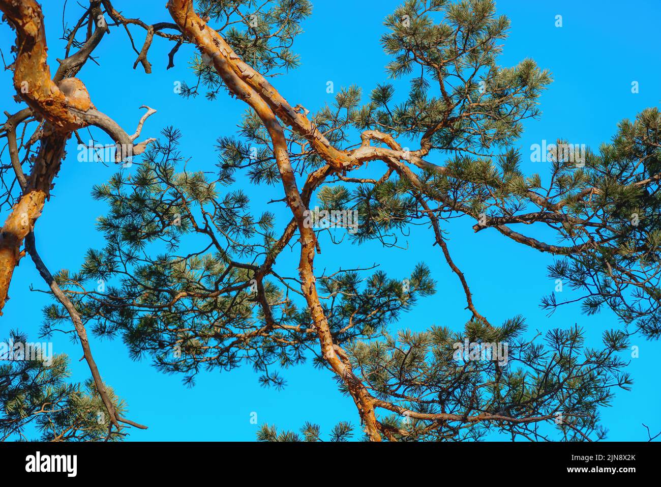 Branches de pin contre ciel bleu au printemps matin Banque D'Images