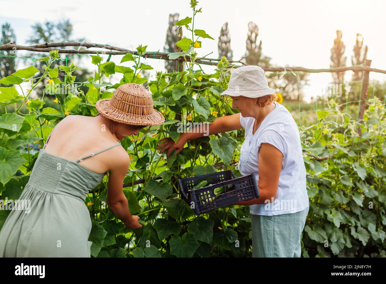 Les agricultrices cuechent des concombres dans une ferme d'été. La mère et la fille adulte récoltent des légumes et les mettent dans une caisse. Jardinage. Entreprise familiale Banque D'Images