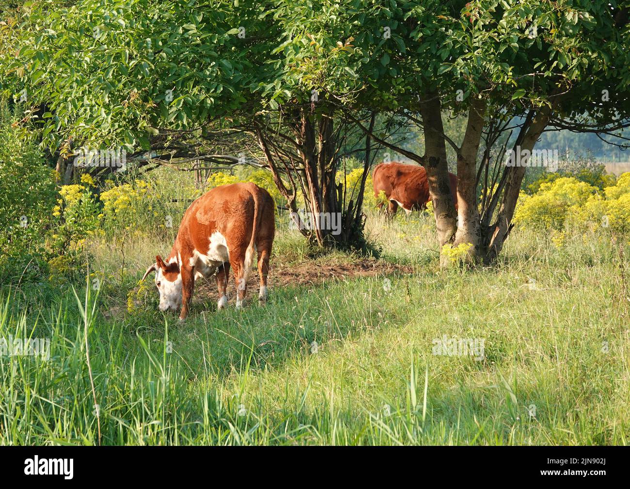 Conservation le pâturage est la méthode d'utilisation du pâturage du bétail pour enrichir la diversité naturelle dans ces plaines inondables. Ces vaches sont probablement des Herefords, Banque D'Images