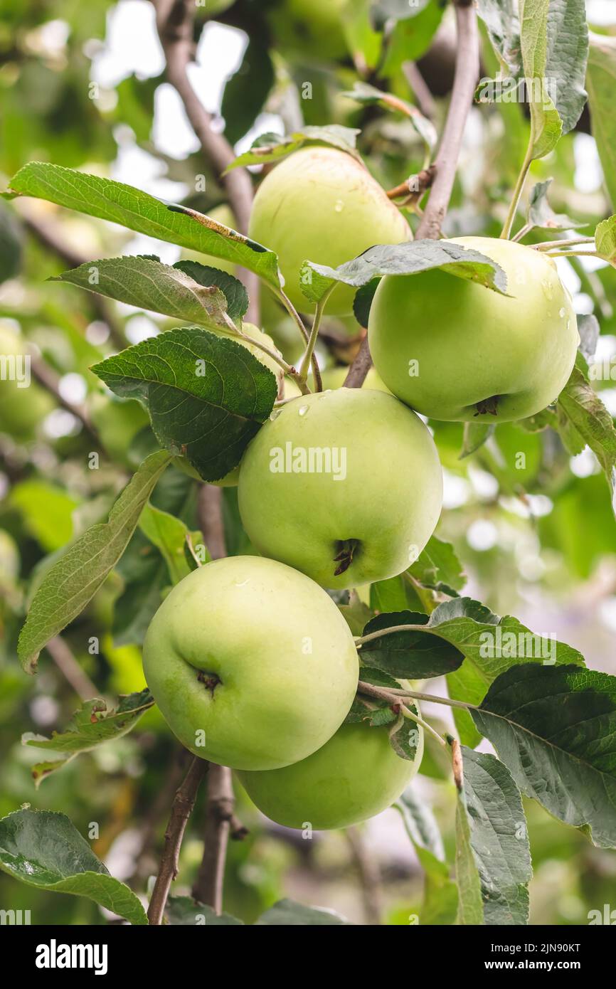 Pommes vertes avec raindrops sur un arbre en été. Jardin Orchard en août. Mise au point sélective. Fruits juteux en gros plan. Concept de récolte Banque D'Images