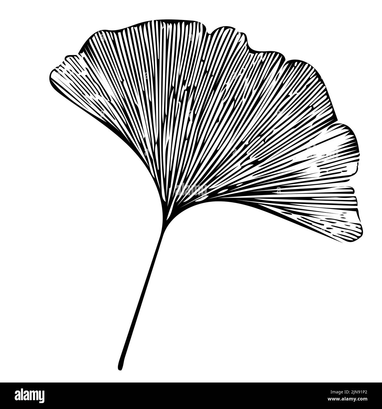 Silhouette simple de l'arbre de ginkgo de feuilles. Illustration isolée sur fond blanc Banque D'Images