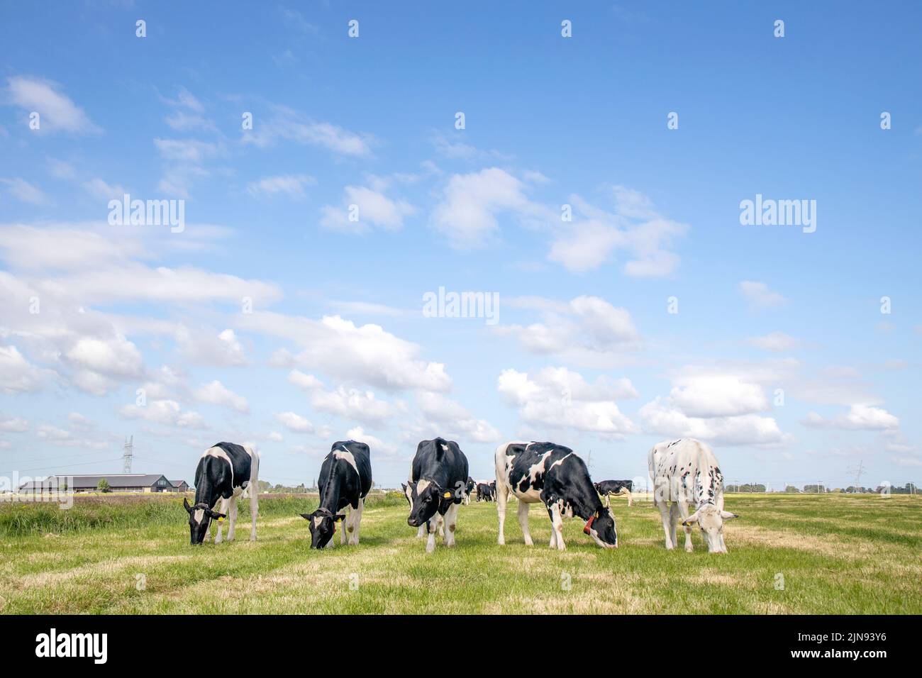 5 vaches paître sur la rangée, marche, promenade vers dans un champ, avec un ciel bleu doux de chaleur d'été et quelques nuages blancs Banque D'Images