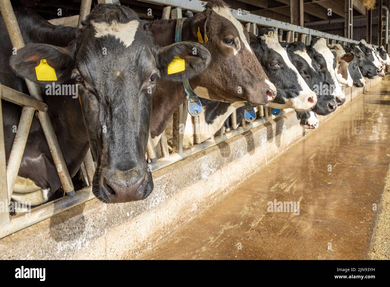 La vache se dirige dans une grange dans une rangée en attendant le temps de nourrir, piquant à travers les barres dans une grange, tête entre les poteaux de la clôture Banque D'Images