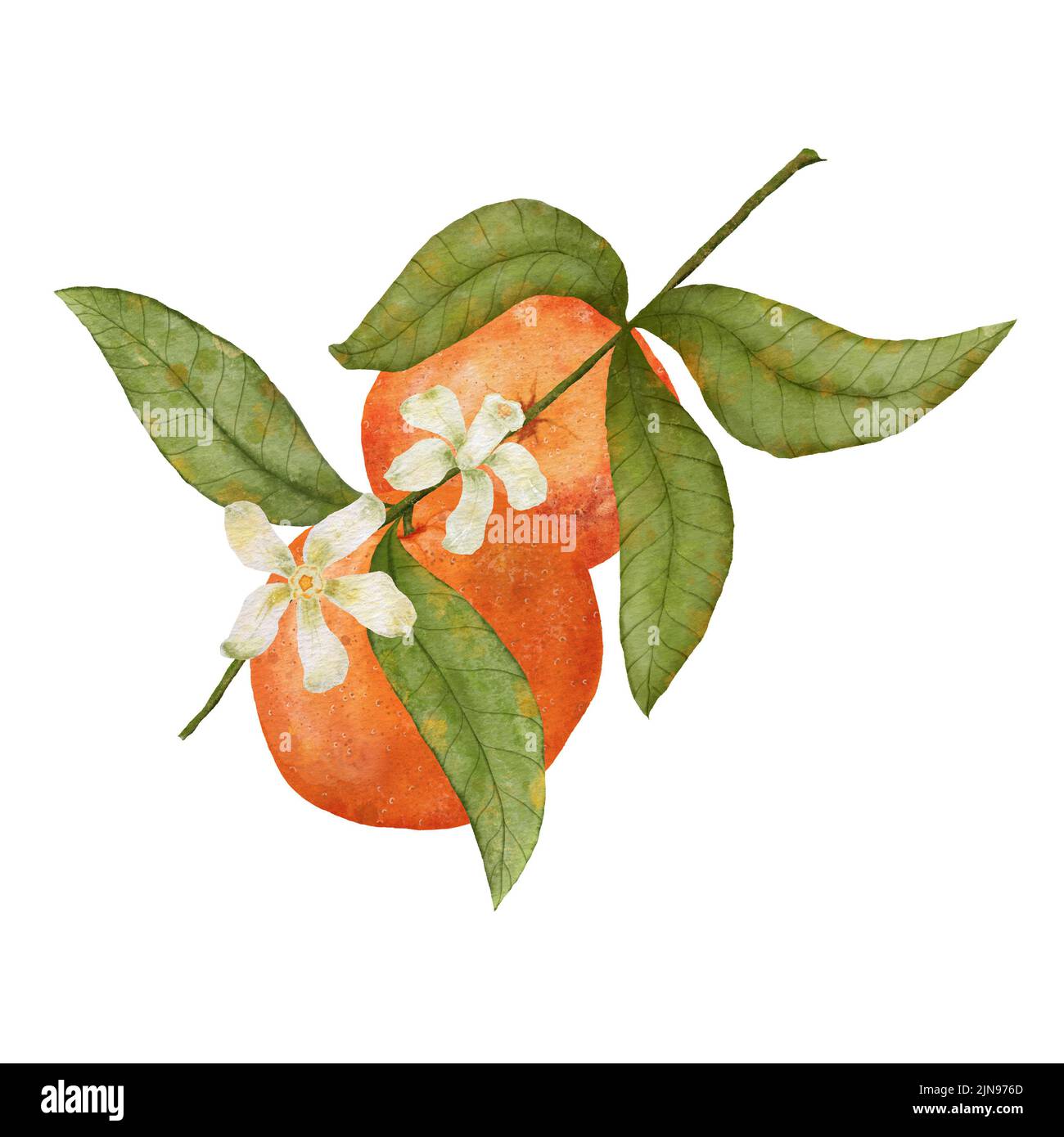 Orange. Aquarelle orange avec une branche et des feuilles. Fruit orange juteux isolé sur fond blanc Banque D'Images