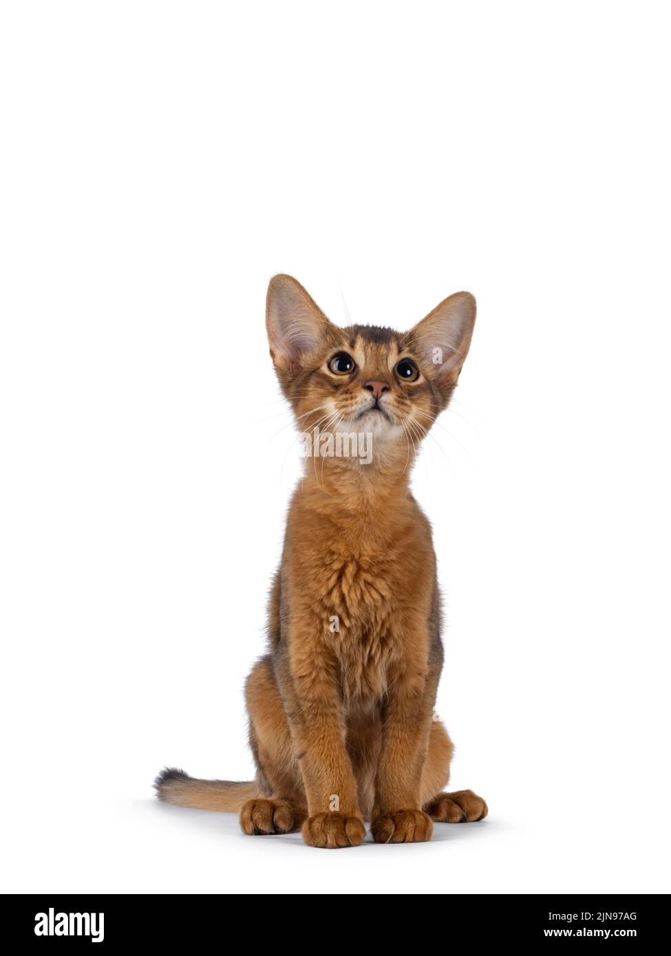 Adorable chaton somalien, assis face à l'avant. Regarder vers le haut et au-dessus de l'appareil photo. Isolé sur un fond blanc. Banque D'Images