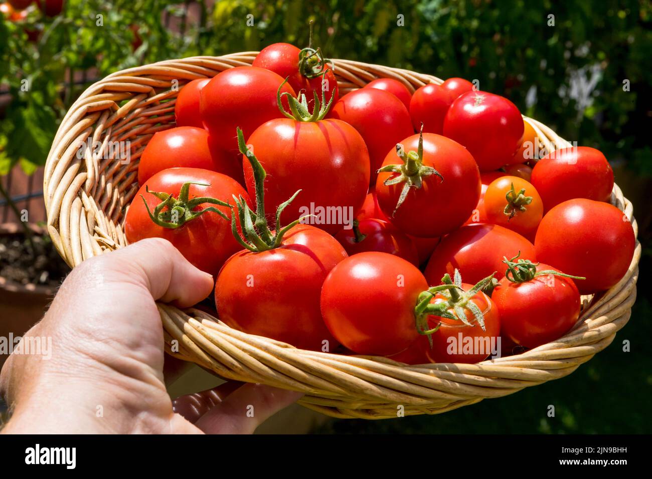 apporter la plante de tomate de récolte à la maison Banque D'Images