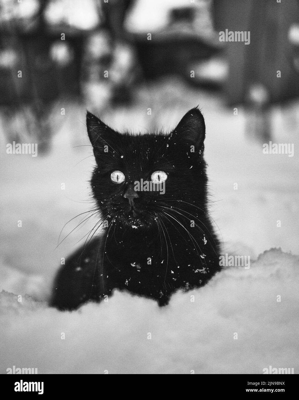 Chat noir dans la neige Banque D'Images