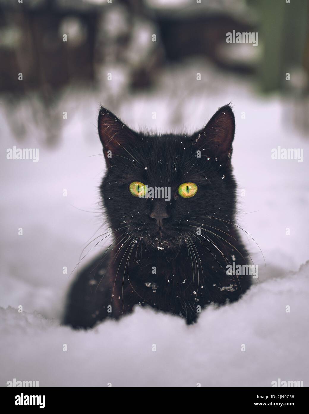 Chat noir dans la neige Banque D'Images