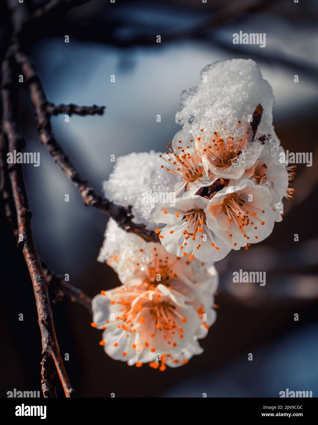 Neige de fin de printemps sur des fleurs d'abricot en fleurs Banque D'Images