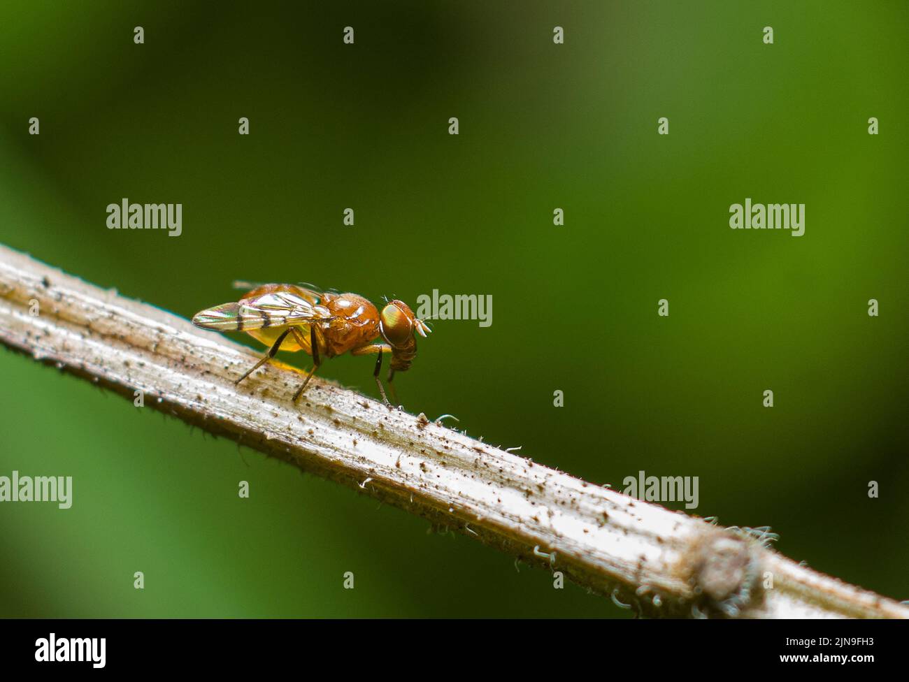 Un gros plan d'une mouche de fruit, Drosophila melanogaster sur une tige de plante. Banque D'Images