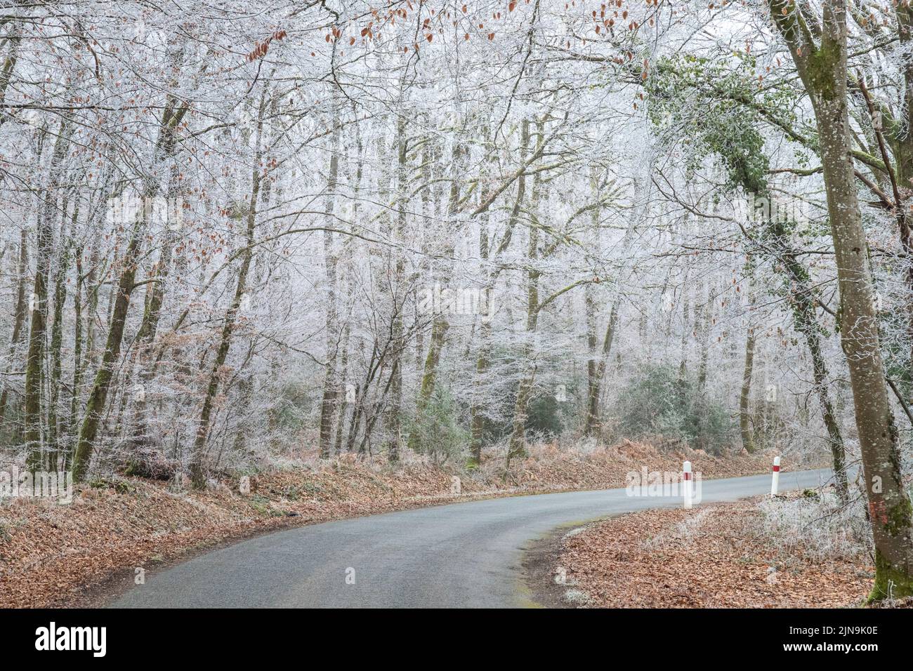 France, cher, Berry, Morogues, Forêt de la borne, forêt transmise en hiver avec gel et D46 routes // France, cher (18), Berry, Morogues, forêt de la Bo Banque D'Images