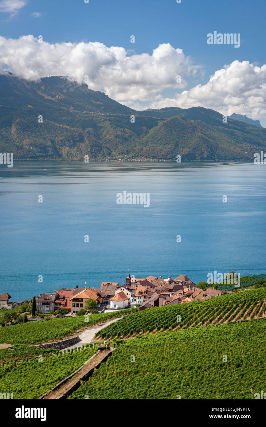 Vignoble en terrasses du Lavaux et vue sur le lac Léman, patrimoine mondial de l'UNESCO, Canton de Vaud, Suisse Banque D'Images