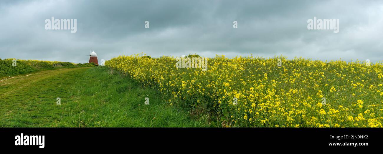 Rappeur jaune à Halnaker, Chichester, West Sussex, Royaume-Uni Banque D'Images