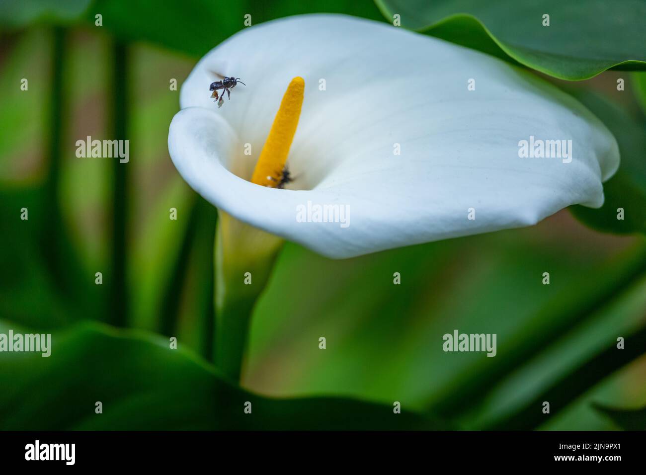 Gros plan de la calla Lily en pleine floraison et en volant d'abeille , Giverny, France Banque D'Images