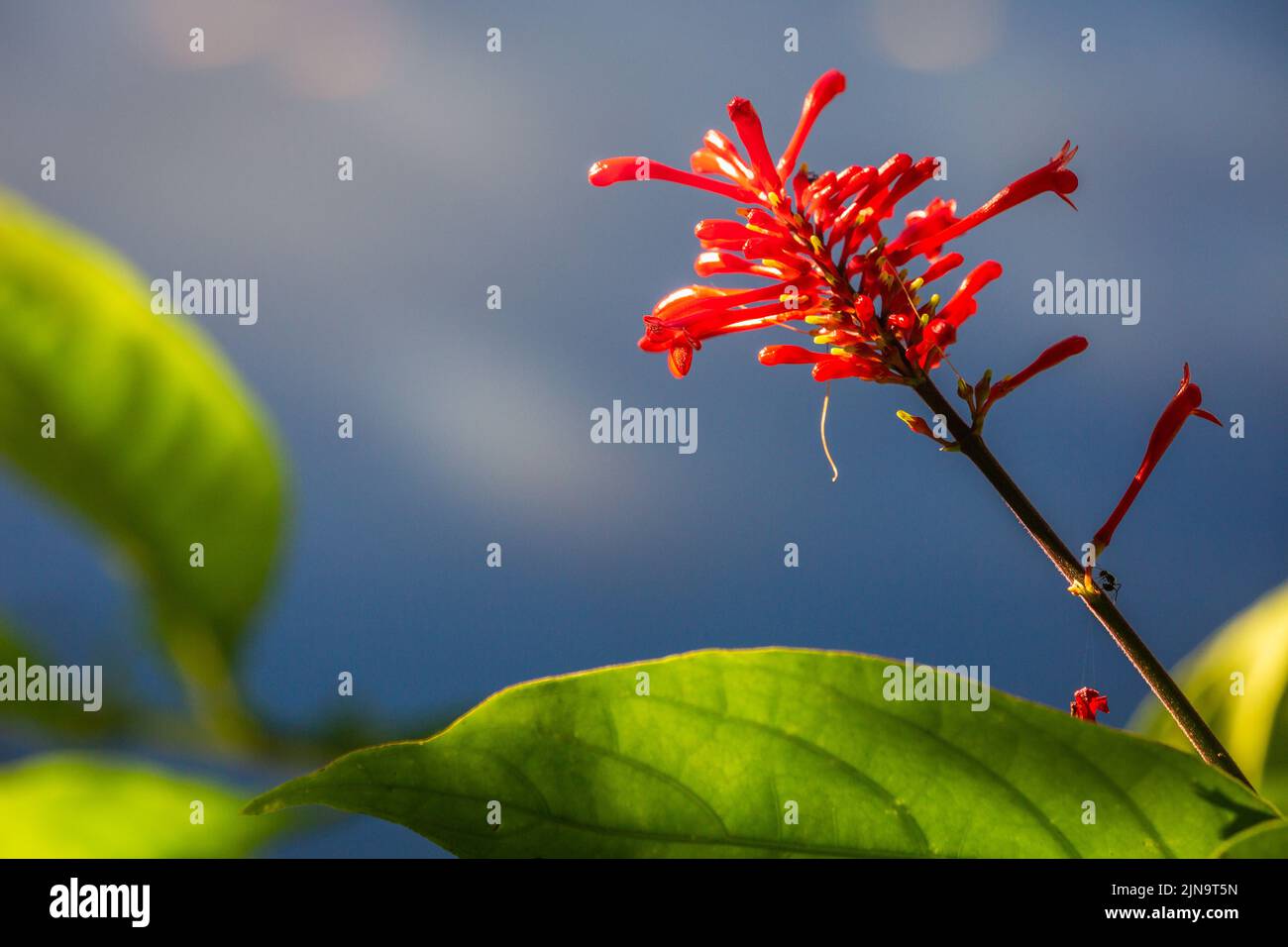 Arrière-plan de la nature de la plante tropicale rouge avec texture détaillée au Brésil Banque D'Images