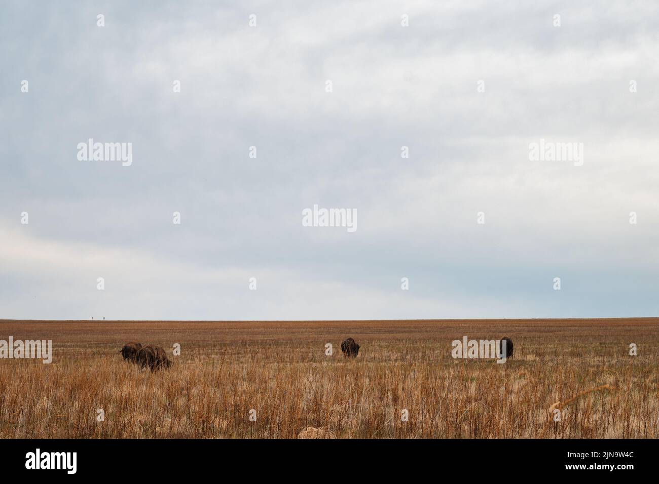 Un troupeau de bisons qui se balade dans le Grand lac Salt de l'Utah Banque D'Images