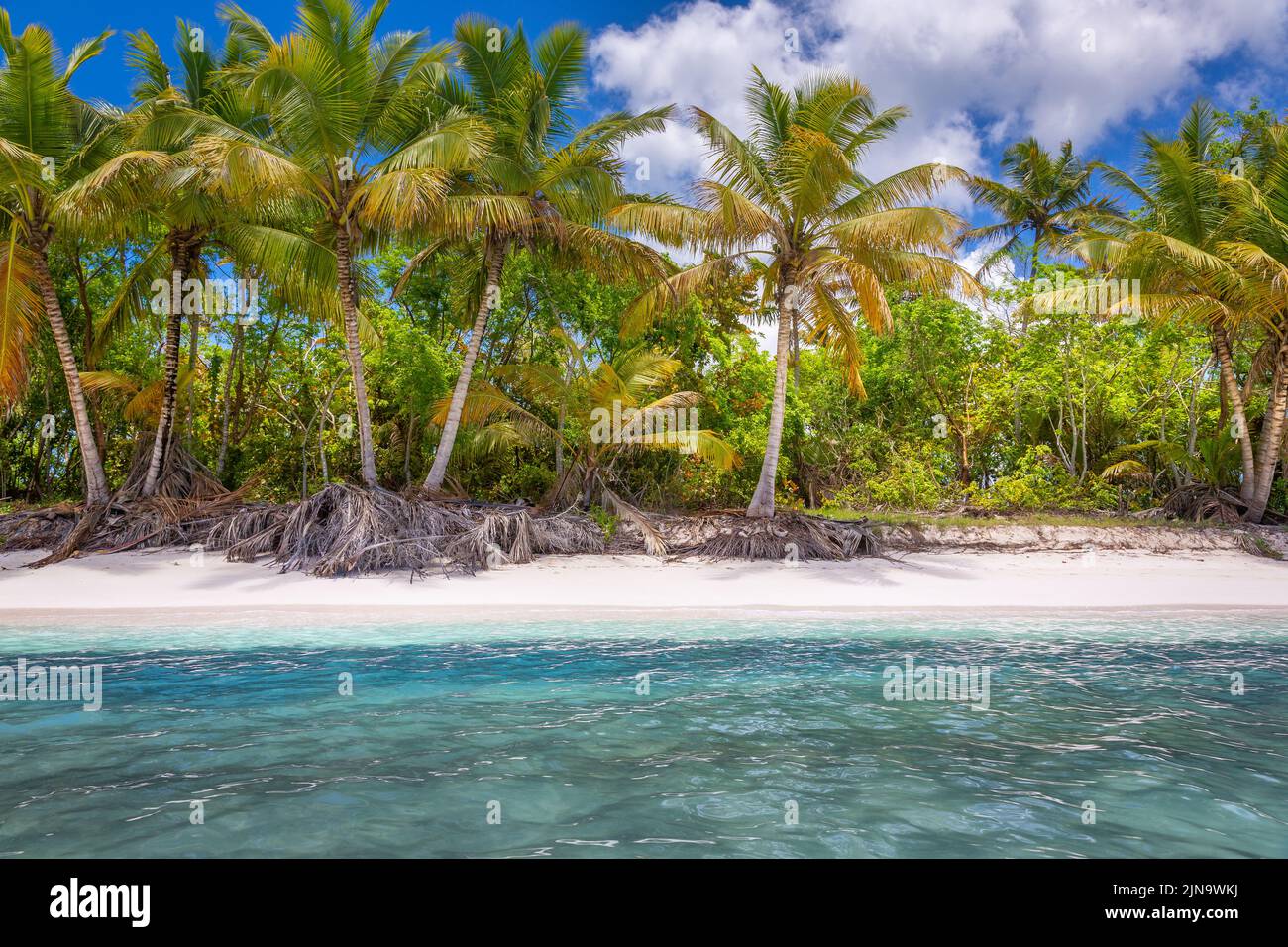 Paradis tropical : plage idyllique des caraïbes avec palmiers, Punta Cana, Saona Banque D'Images