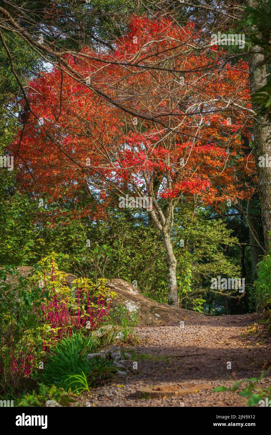 Paysage d'automne avec arbres et araucarias à Gramado, rio Grande do Sul, Brésil Banque D'Images